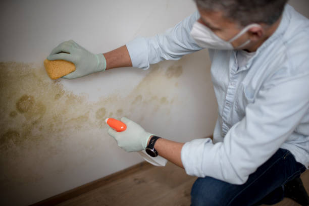 Best Environmental Consulting for Mold Prevention  in Chauvin, LA